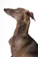 Picture of Australian Champion Italian Greuhound, profile