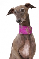 Picture of Australian Champion Italian greyhound