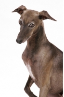 Picture of Australian Champion Italian Greyhound on white background