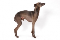 Picture of Australian Champion Italian greyhound