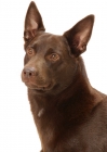 Picture of Australian Champion Kelpie on white background