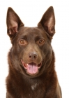 Picture of Australian Champion Kelpie on white background, front view