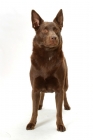 Picture of Australian Champion Kelpie standing on white background