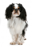 Picture of Australian Champion King Charles Spaniel, front view
