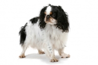 Picture of Australian Champion King Charles Spaniel, tri-colour