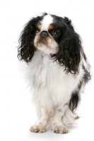 Picture of Australian Champion King Charles Spaniel