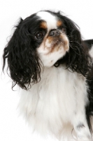 Picture of Australian Champion King Charles Spaniel, head study