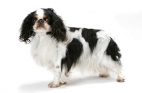 Picture of Australian Champion King Charles Spaniel