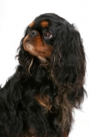 Picture of Australian Champion King Charles Spaniel