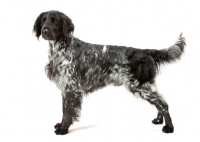 Picture of Australian Champion large Munsterlander on white background