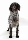 Picture of Australian Champion large Munsterlander on white background, front view