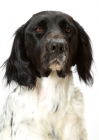 Picture of Australian Champion large Munsterlander on white background, shoulders up