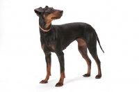 Picture of Australian Champion Manchester Terrier, Black with Tan Markings