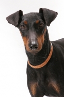 Picture of Australian Champion Manchester Terrier, Black with Tan Markings