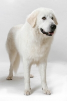 Picture of Australian Champion Maremma Sheepdog