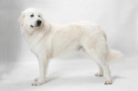 Picture of Australian Champion Maremma Sheepdog