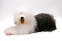 Picture of Australian Champion Old English Sheepdog, lying down