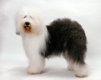 Picture of Australian Champion Old English Sheepdog in studio