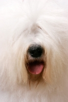 Picture of Australian Champion Old English Sheepdog, close up