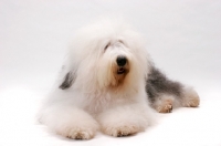 Picture of Australian Champion Old English Sheepdog