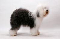 Picture of Australian Champion Old English Sheepdog, posed