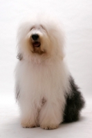 Picture of Australian Champion Old English Sheepdog, sitting down