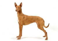 Picture of Australian Champion Pharaoh Hound on white background