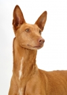 Picture of Australian Champion Pharaoh Hound on white background, portrait