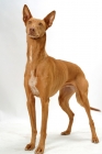 Picture of Australian Champion Pharaoh Hound standing on white background