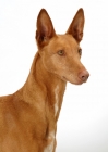 Picture of Australian Champion Pharaoh Hound on white background