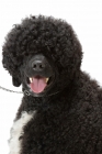 Picture of Australian Champion Portuguese Water Dog, portrait