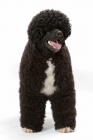 Picture of Australian Champion Portuguese Water Dog, black and white colour