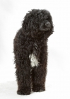 Picture of Australian Champion Portuguese Water Dog, front view