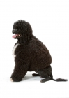 Picture of Australian Champion Portuguese Water Dog, sitting down