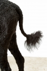 Picture of Australian Champion Portuguese Water Dog, tail detail