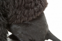 Picture of Australian Champion Portuguese Water Dog, detail of show coat