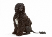 Picture of Australian Champion Portuguese Water Dog, sitting down