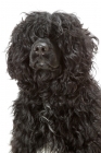 Picture of Australian Champion Portuguese Water Dog, portrait