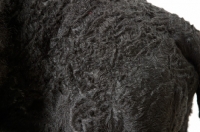 Picture of Australian Champion Portuguese Water Dog coat