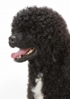 Picture of Australian Champion Portuguese Water Dog, hair covering eyes