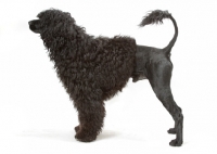 Picture of Australian Champion Portuguese Water Dog