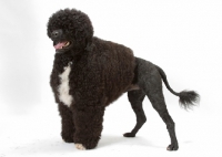 Picture of Australian Champion Portuguese Water Dog