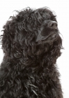 Picture of Australian Champion Portuguese Water Dog, portrait