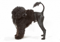 Picture of Australian Champion Portuguese Water Dog, looking away