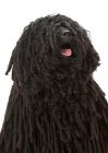 Picture of Australian Champion Puli, hair covering eyes