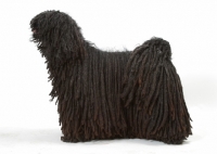Picture of Australian Champion Puli, looking ahead