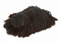 Picture of Australian Champion Puli lying down