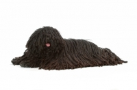 Picture of Australian Champion Puli lying on white background