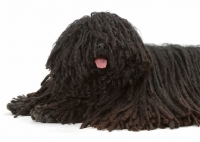 Picture of Australian Champion Puli lying down