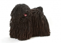 Picture of Australian Champion Puli on white background